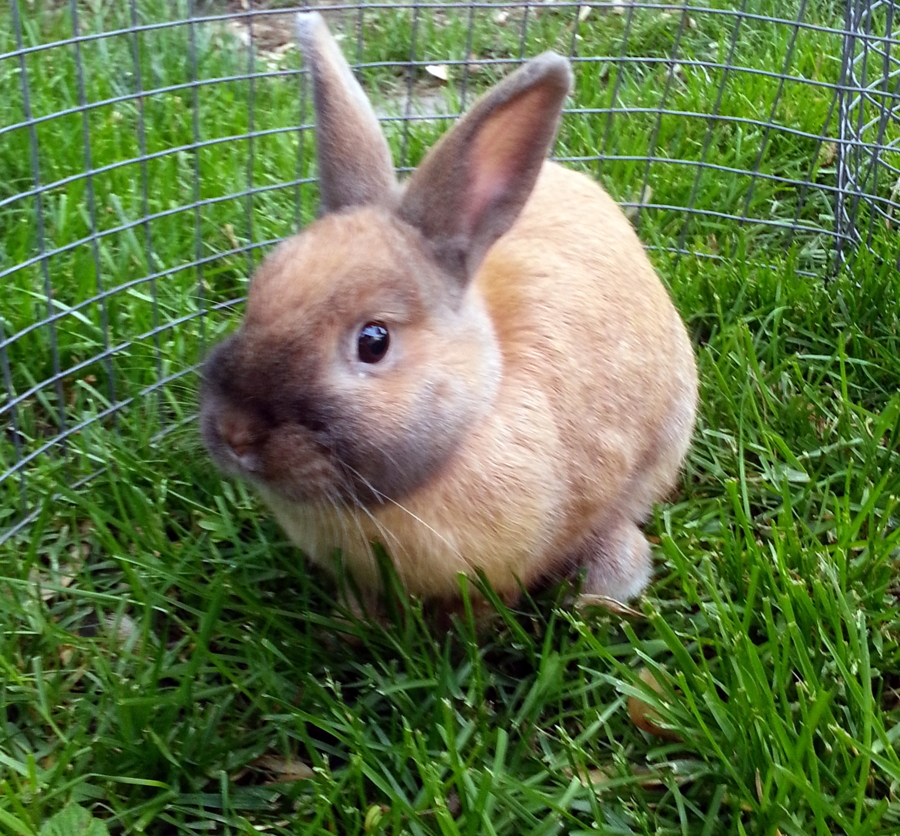 Mollie
