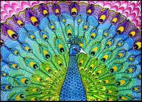 The Beauty of Peacock Feathers - HubPages