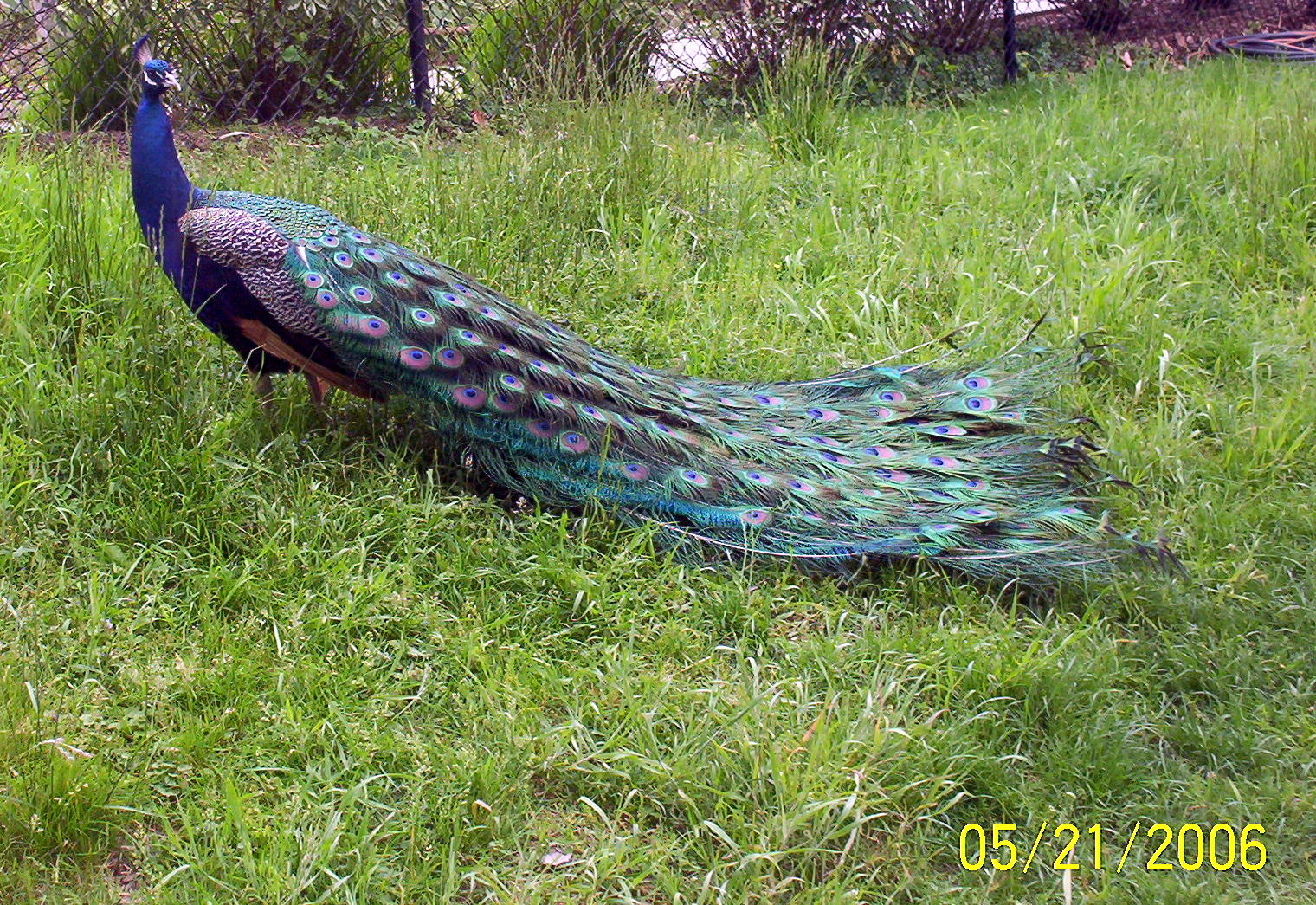 Peacock at Blank Park Zoo 05/21/2006