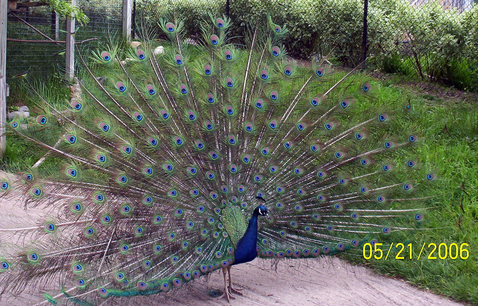 Peacock at Full Glory!