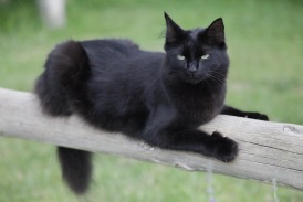 Black Cat on Fence