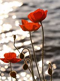 Red Poppy